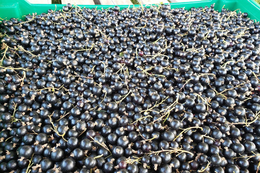 From Germany to Our Orchard: Why We Grow Black Currants!