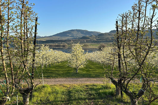 Springtime Magic at the Orchard 🌸