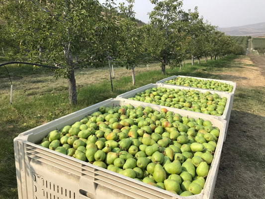 Organic Bartlett pears harvested from Whitestone Mountain Orchard