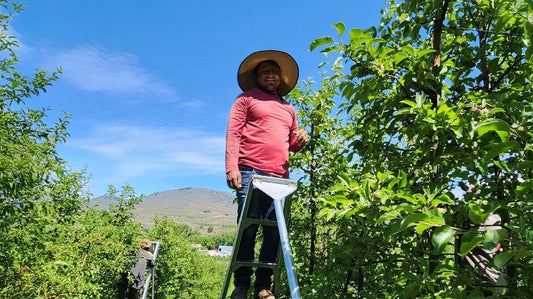 Why We Thin Our Apples by Hand 🍎