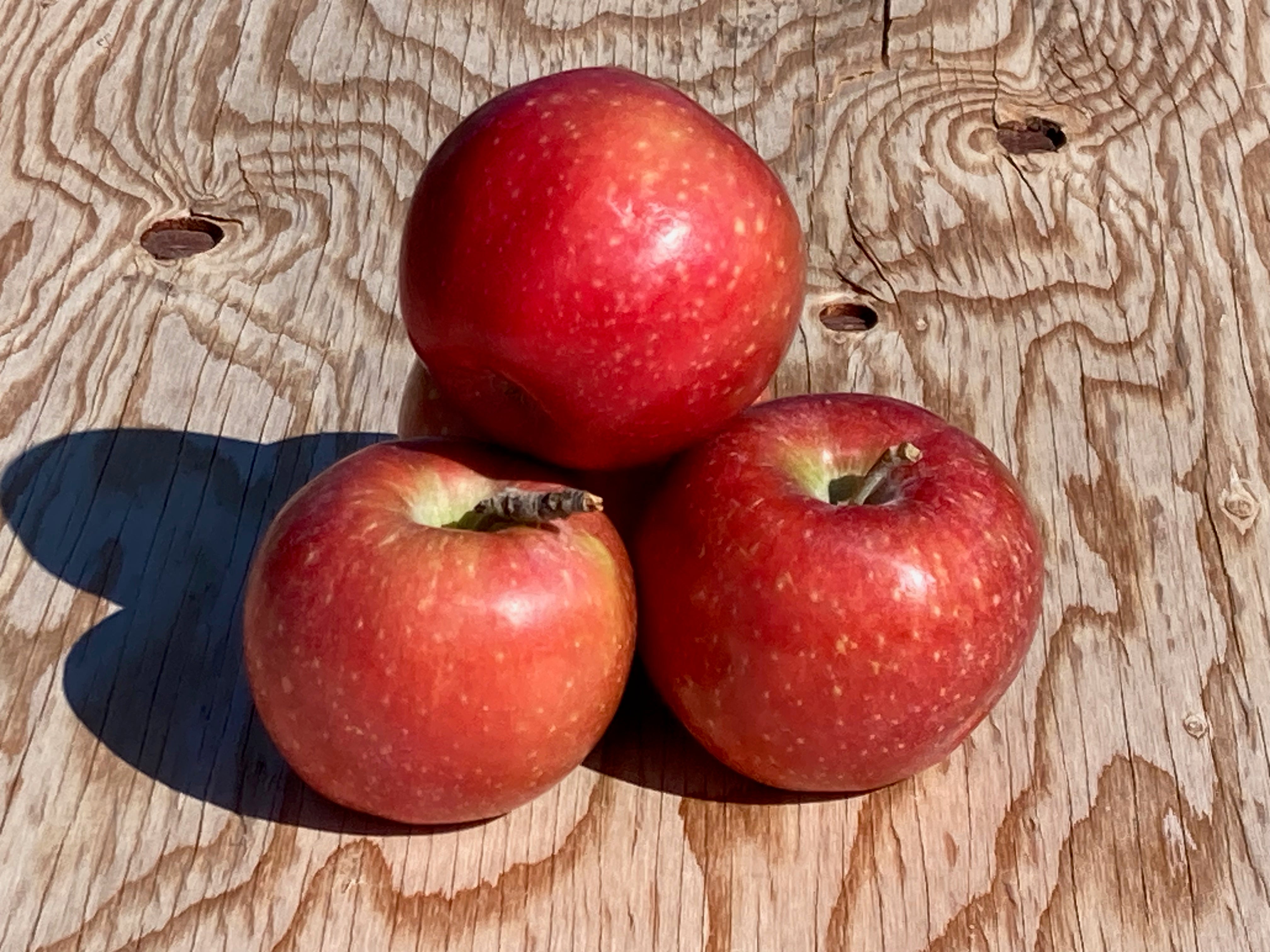 Fresh Sugarbee Apple