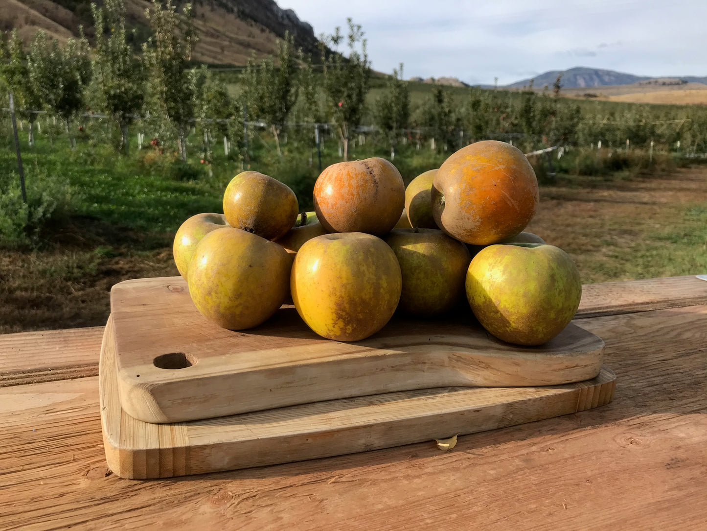 Golden Russet apples