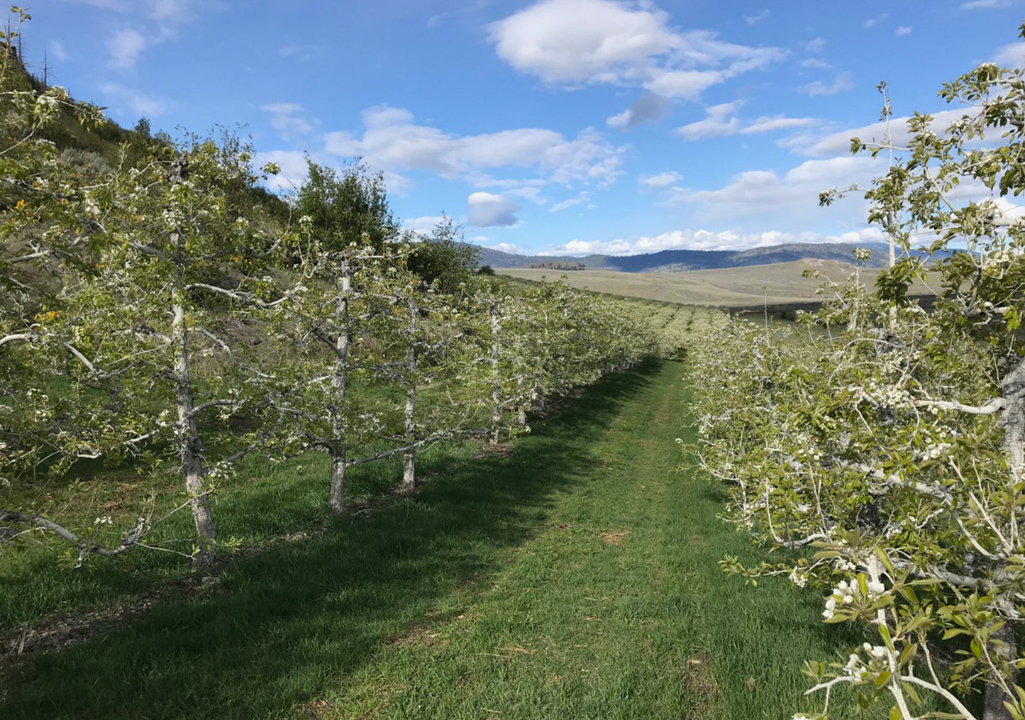 Bartlett pears