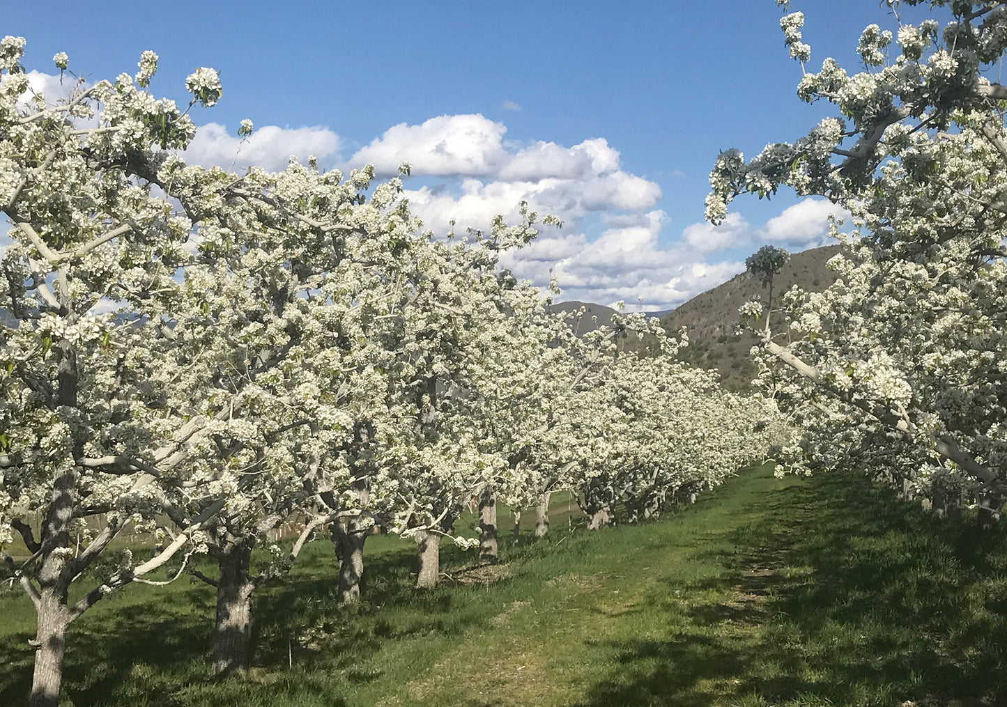 Bartlett pears