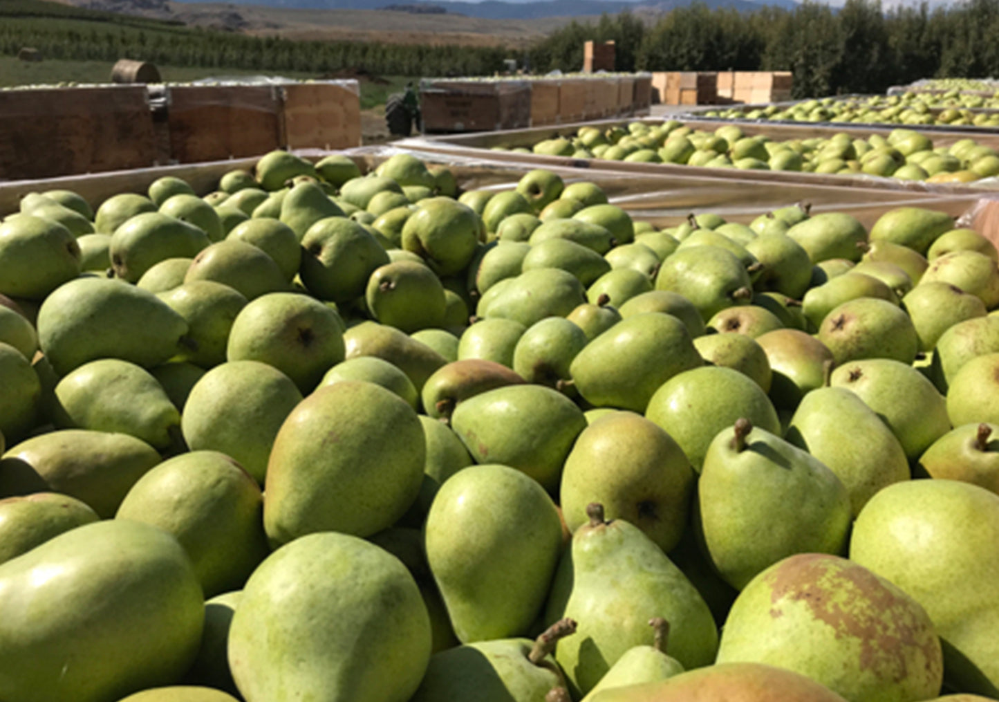 D’Anjou pears