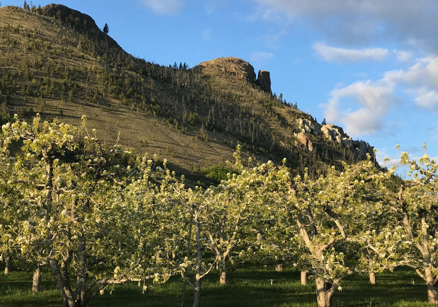 D’Anjou pears