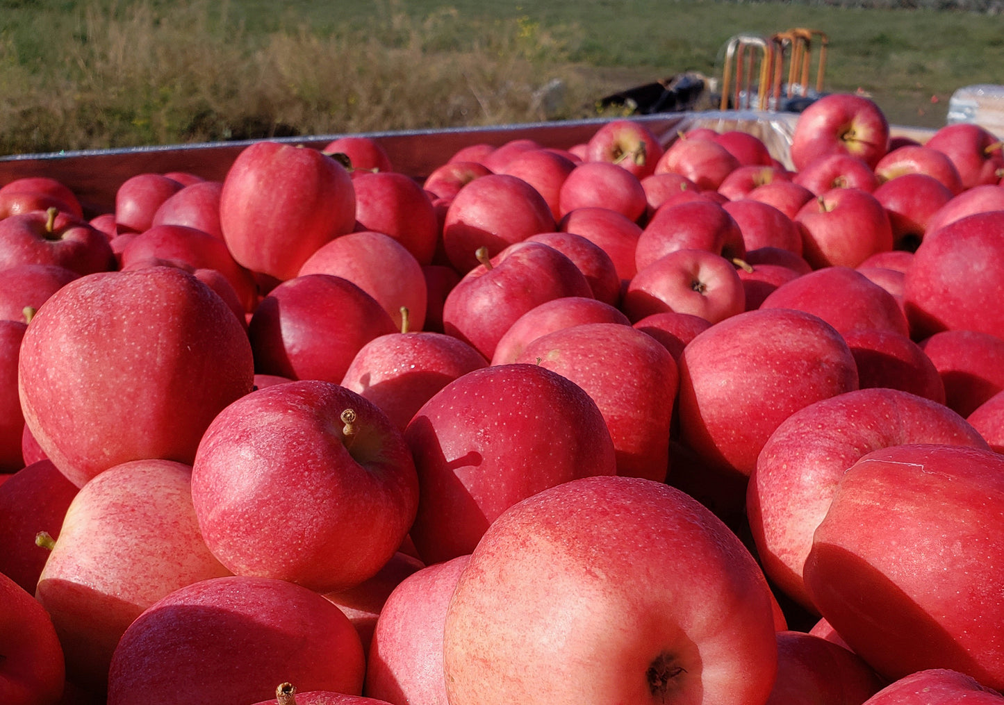 Gala apples