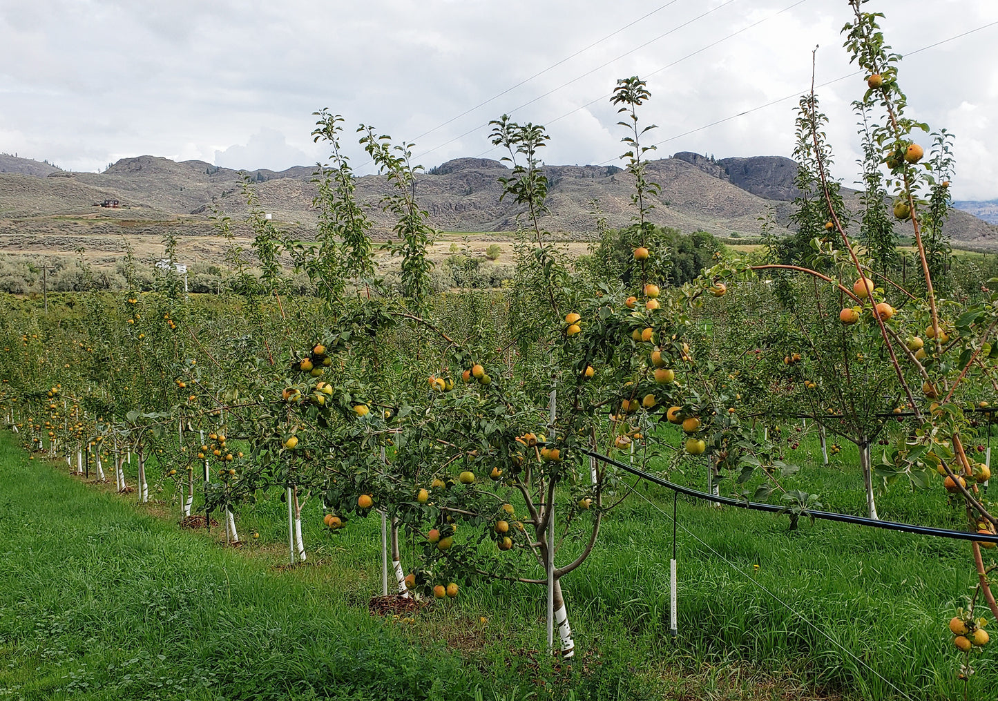 Golden Russet apples