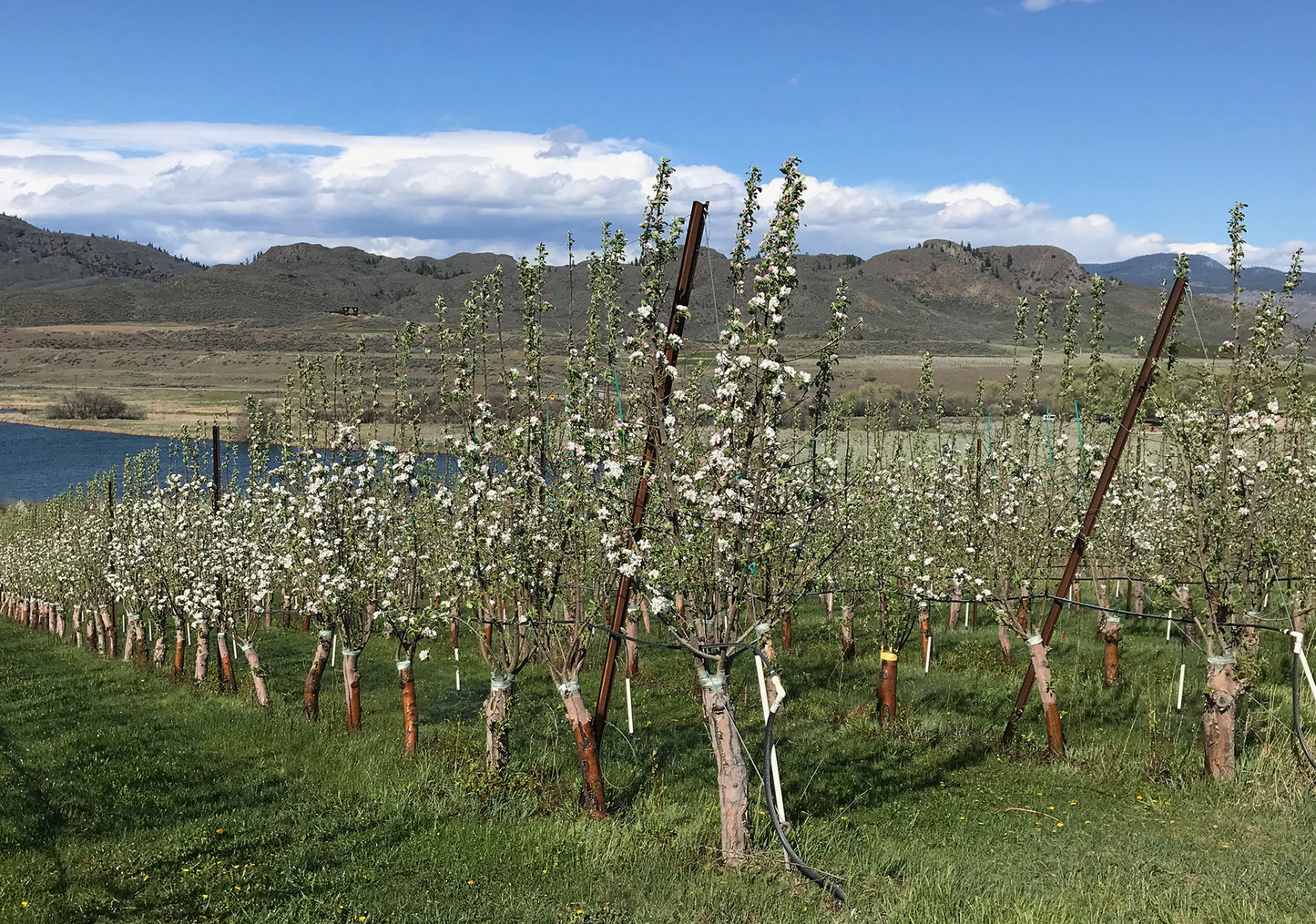 Golden Russet apples