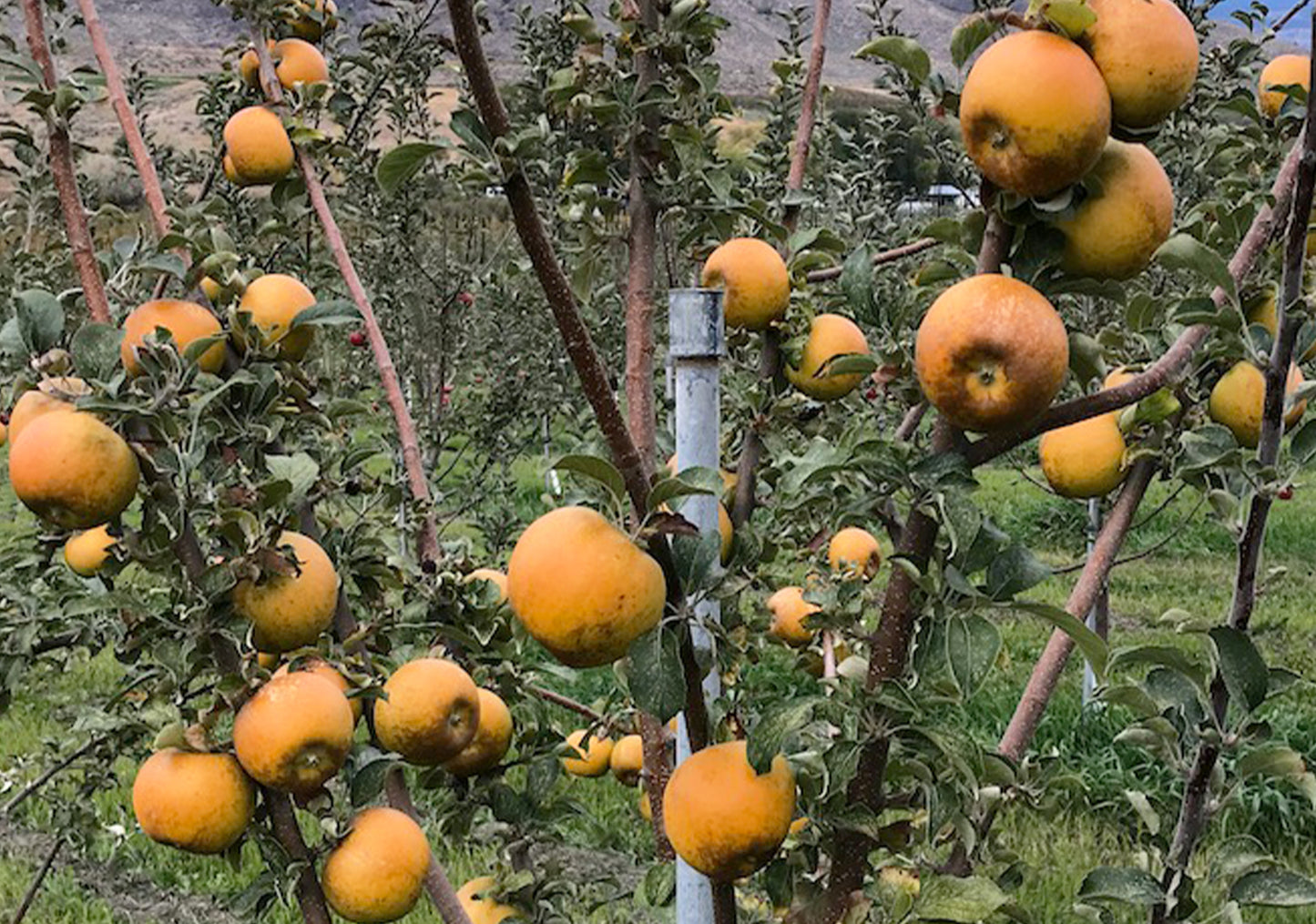 Golden Russet apples