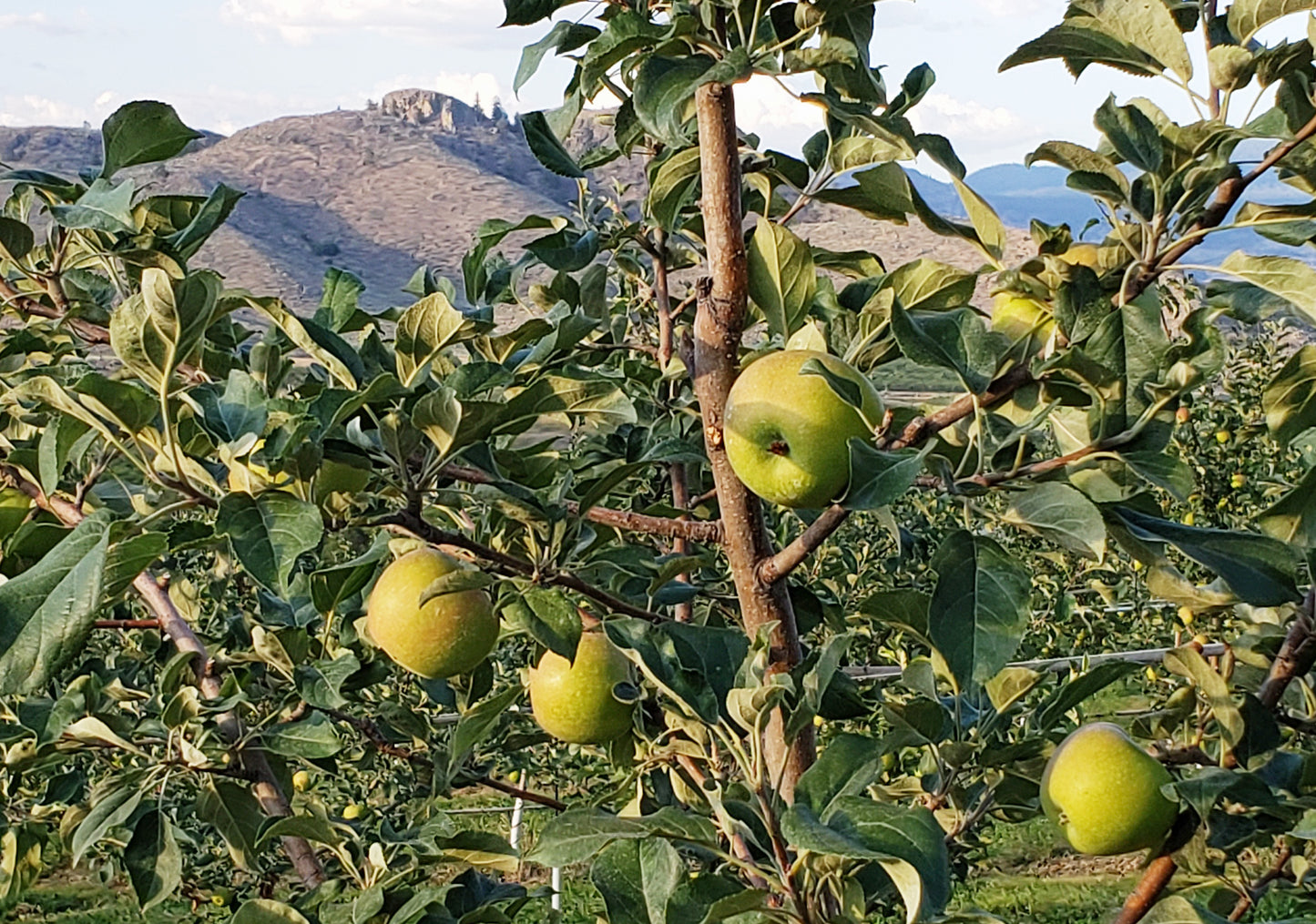 Harrison apples