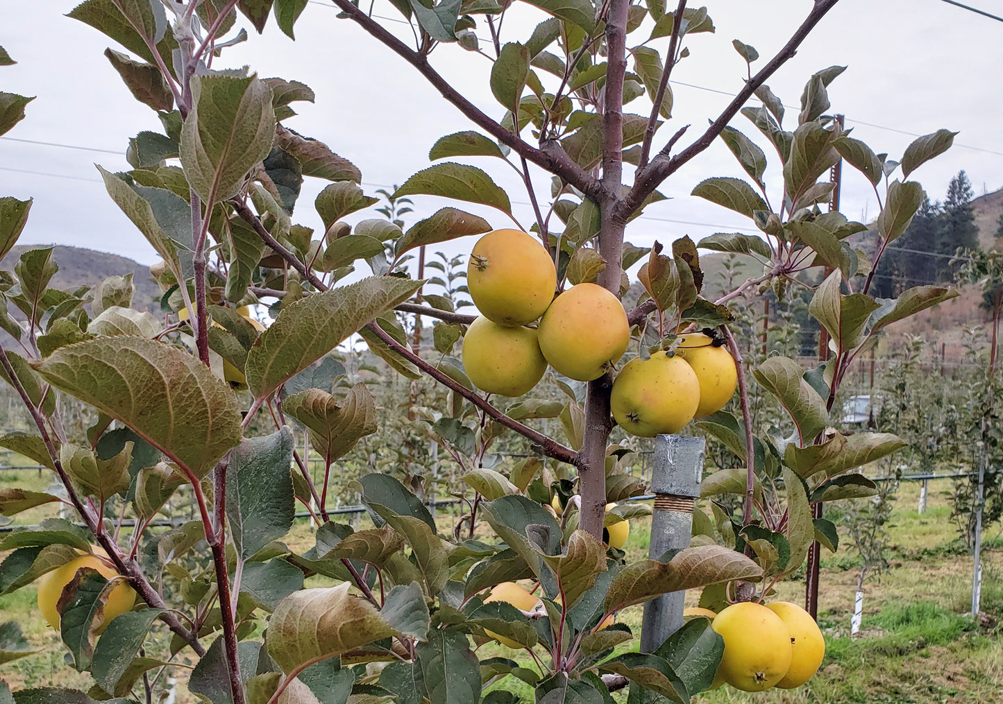 Harrison apples