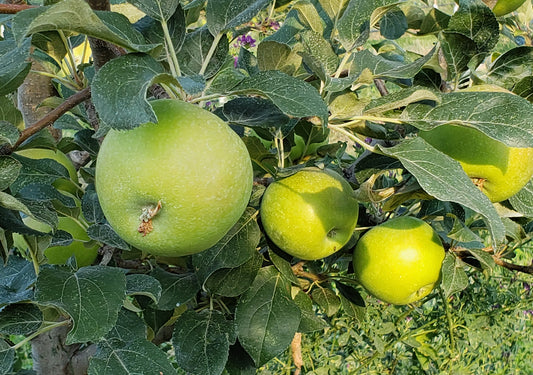 Harrison apples