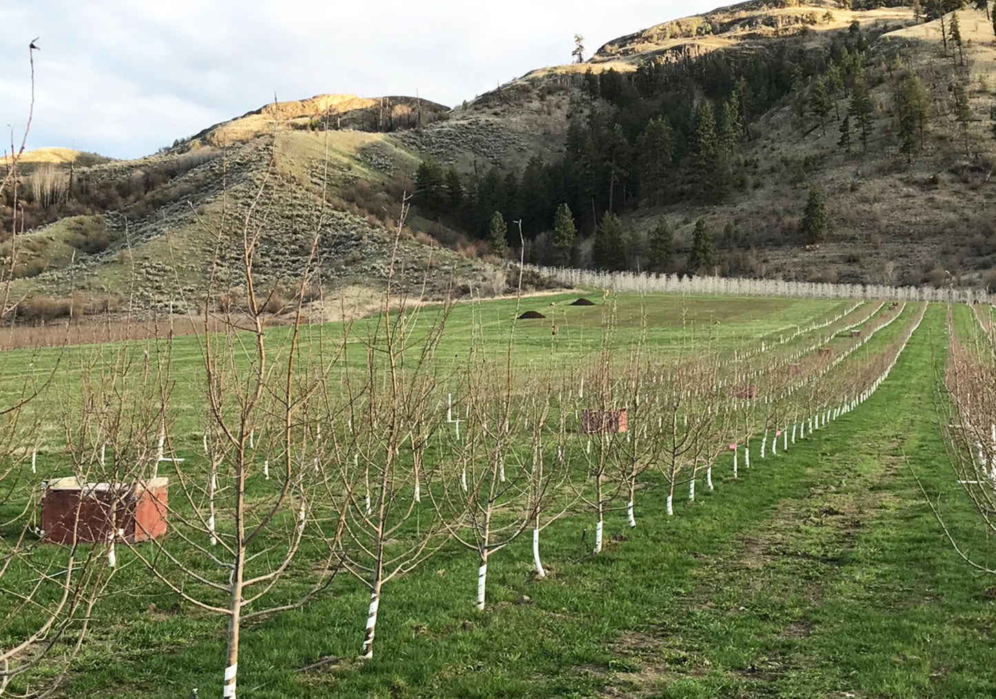 Honeycrisp apples