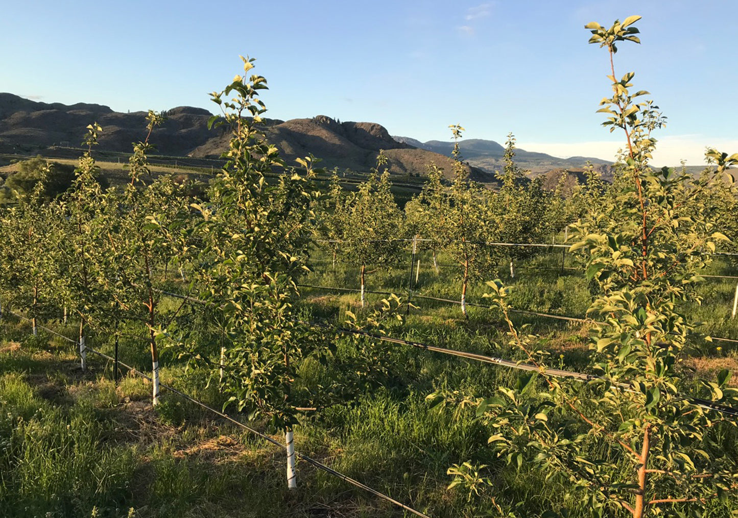 Honeycrisp apples