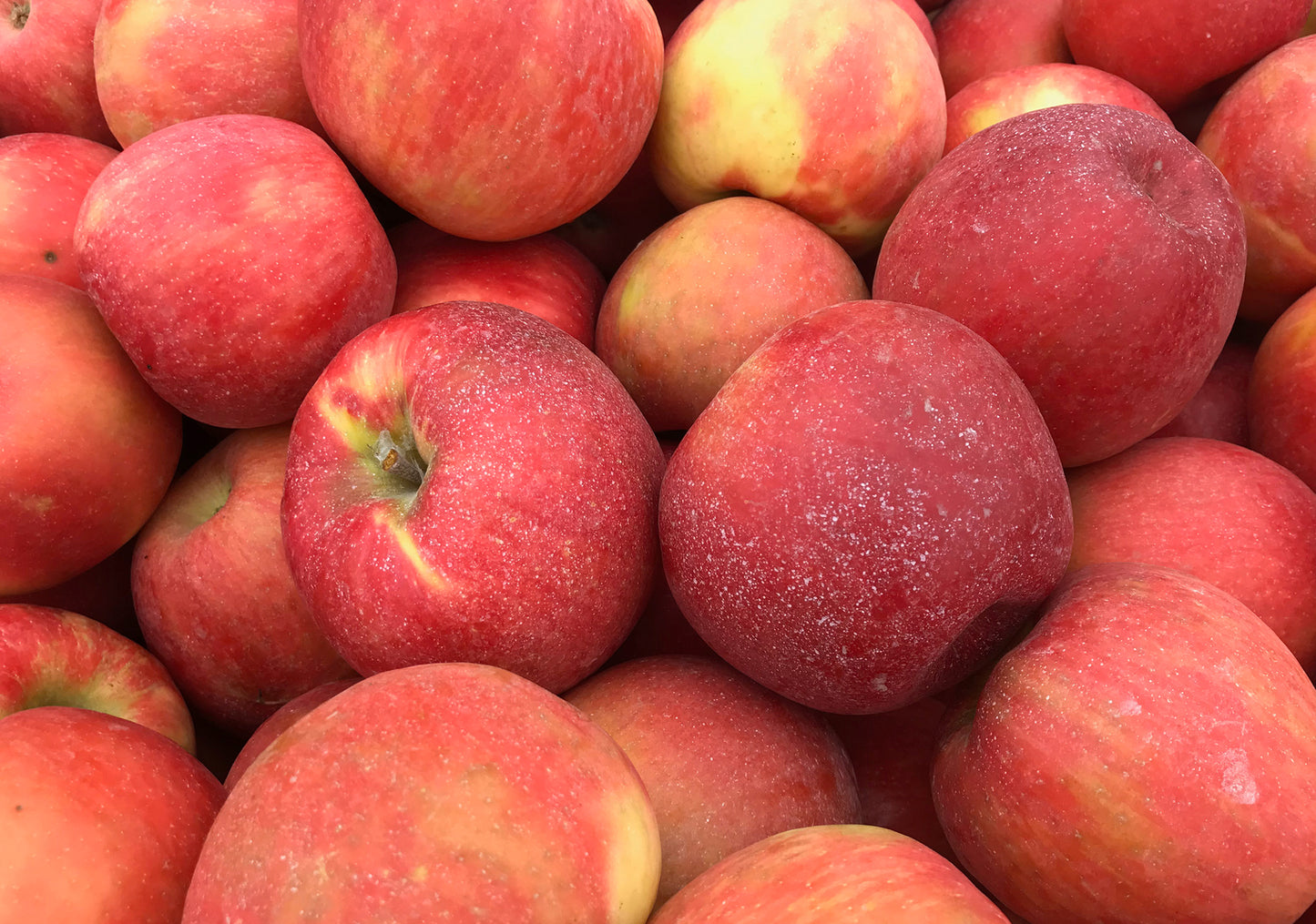 Honeycrisp apples