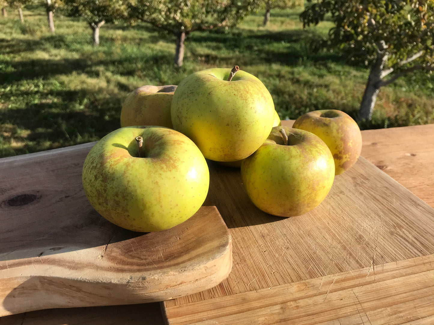 Roxbury Russett apples