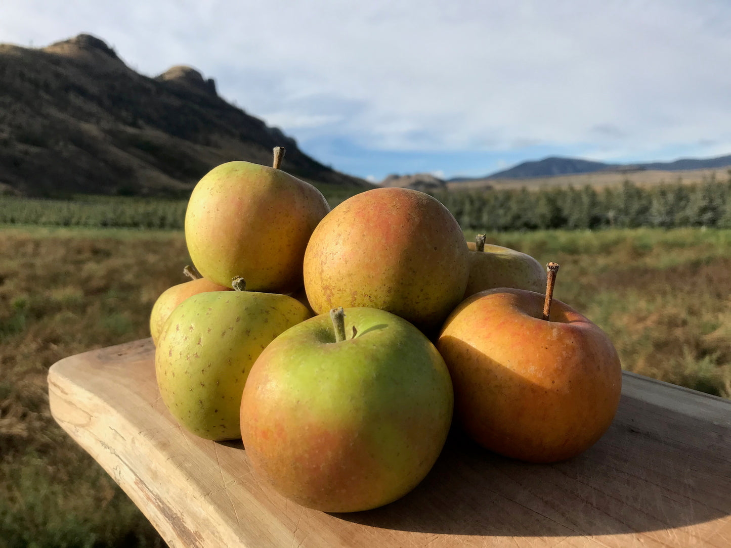 Ashmead’s Kernel apples