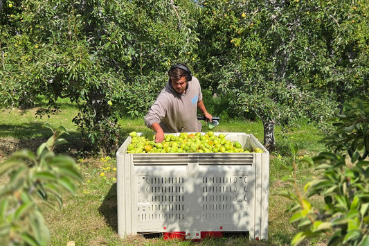 Harvest Buzz: Bartletts, Galas, D’Anjous, & Crab Apples Are Here! 🍐🍎