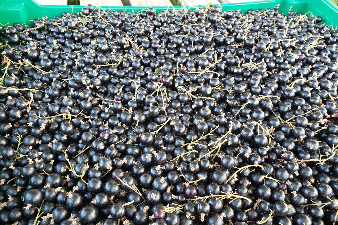 From Germany to Our Orchard: Why We Grow Black Currants!