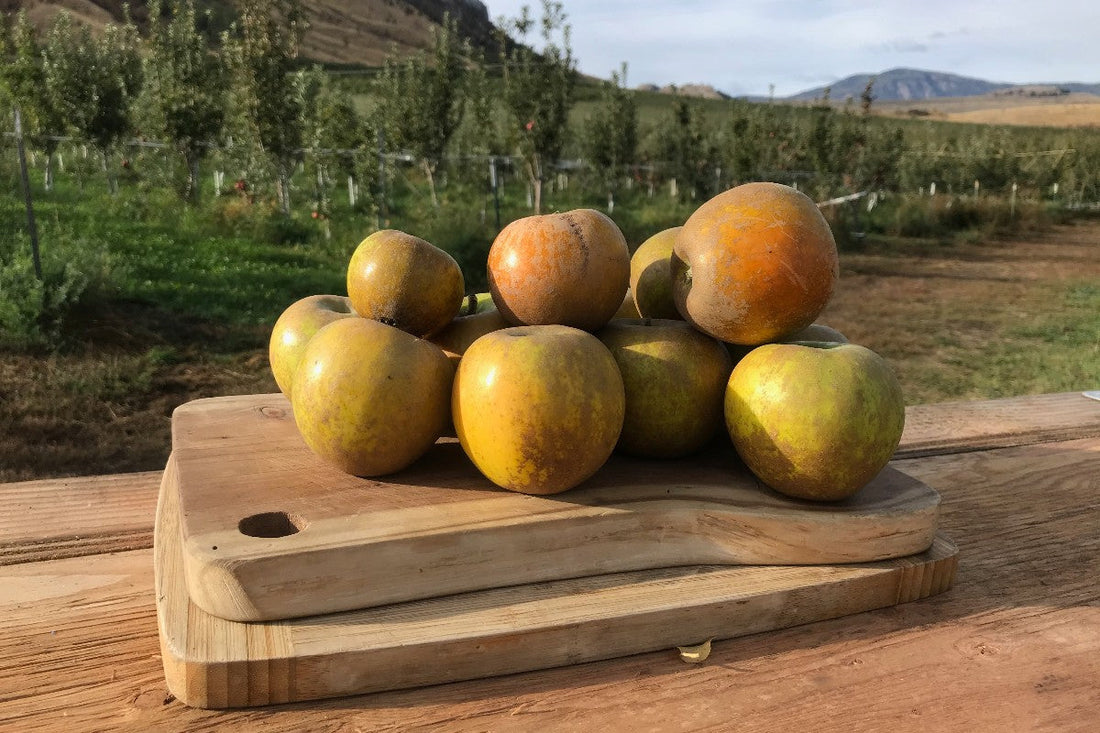 New Product Alert: Heirloom Apple Cider 🍏