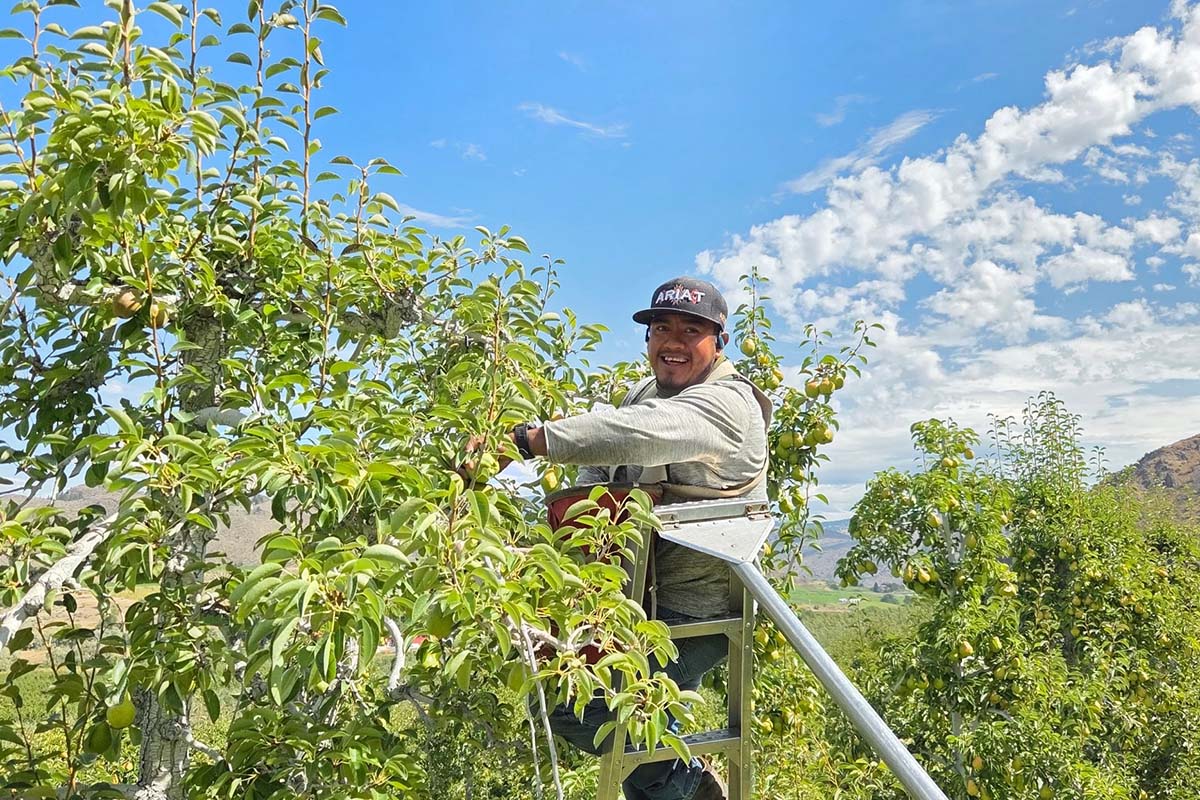 A man wearing a black cap with 'ARIAT' in white letters, a light beige long-sleeve shirt, and dark pants stands on a metal ladder in an apple orchard, reaching for apples on a tree under a bright blue sky with white clouds.