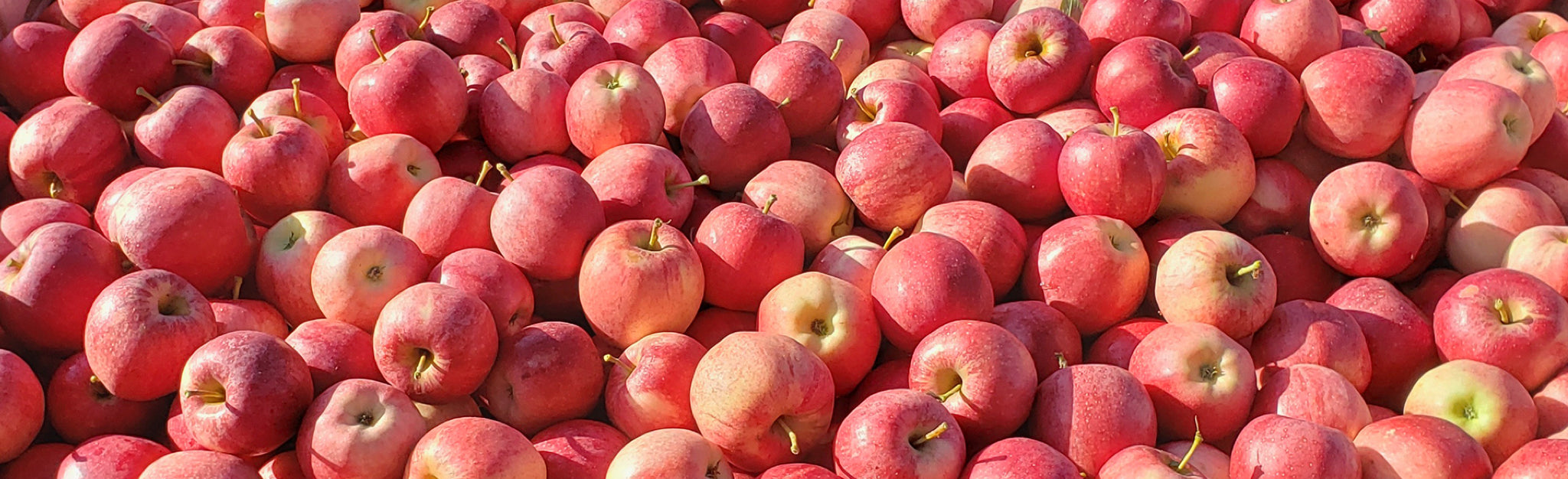 Organic Fuji Apples  Order Online From a Local Family Farm