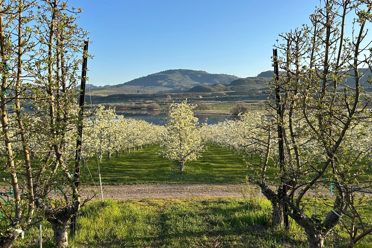 Wholesale Goods from our Orchard – Whitestone Mountain Orchard