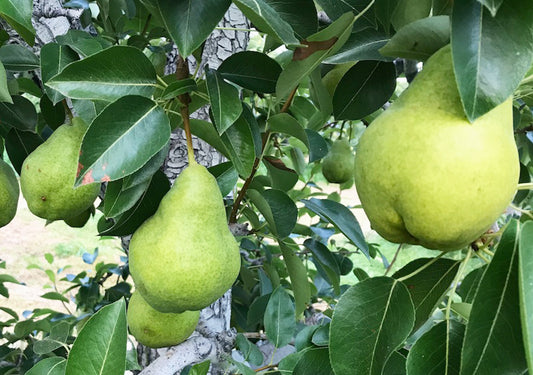 Bartlett pears