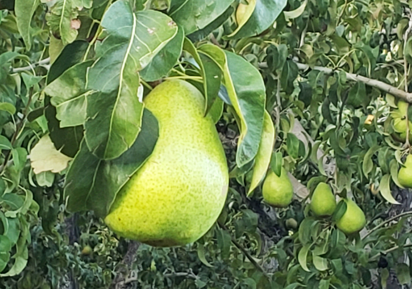D’Anjou pears