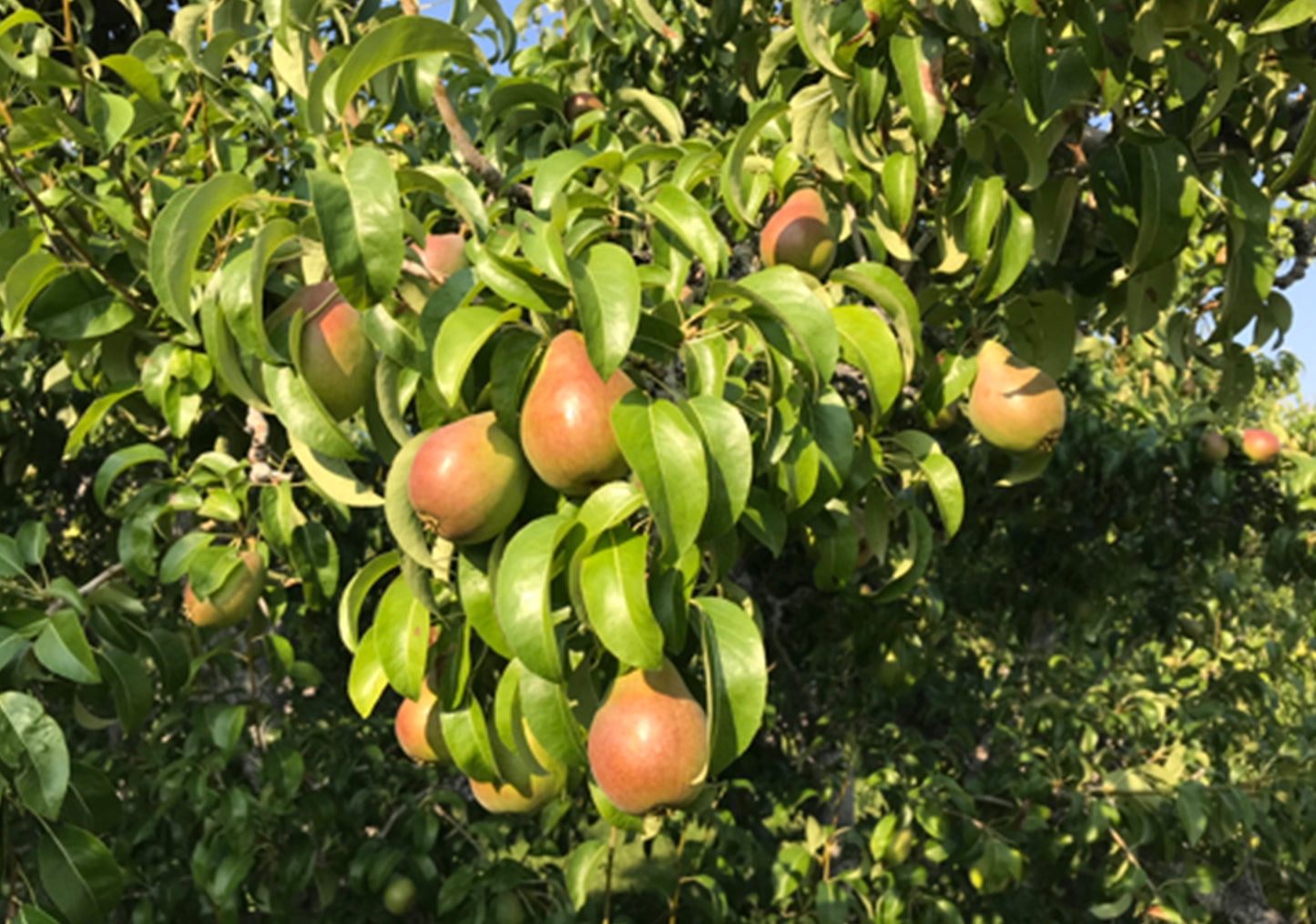 D’Anjou pears