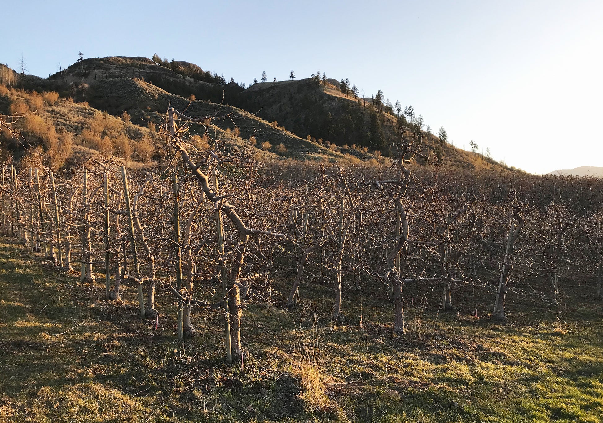 Honeycrisp apples – Whitestone Mountain Orchard