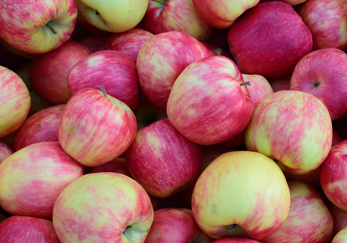 Jonagold apples Whitestone Mountain Orchard